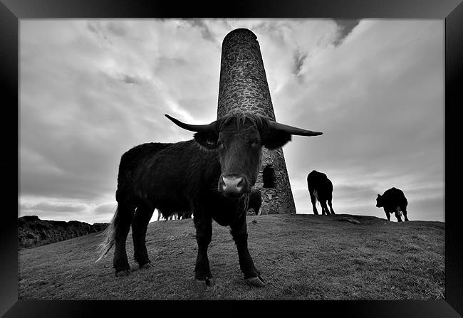 Cornwall: Cows at Stepper Point Framed Print by Rob Parsons