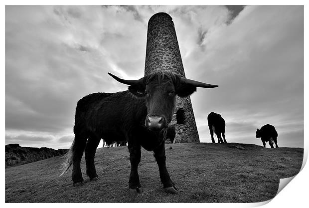 Cornwall: Cows at Stepper Point Print by Rob Parsons
