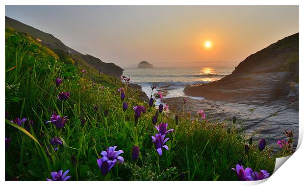 Cornwall: Flowers at the Strand Print by Rob Parsons