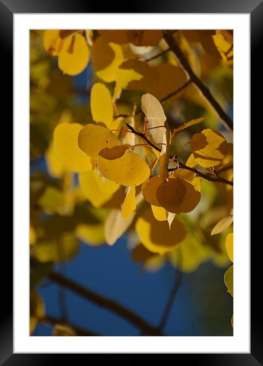 Golden Aspen Leaves Framed Mounted Print by Shari DeOllos