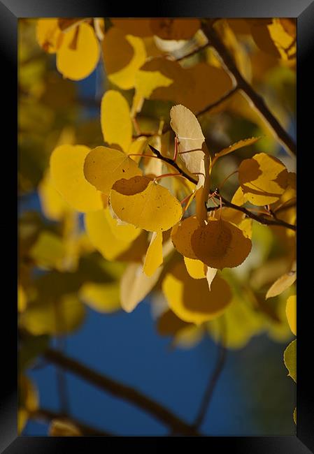 Golden Aspen Leaves Framed Print by Shari DeOllos
