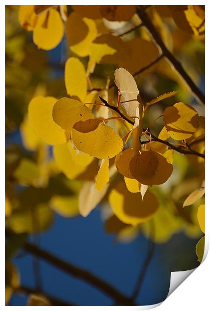 Golden Aspen Leaves Print by Shari DeOllos