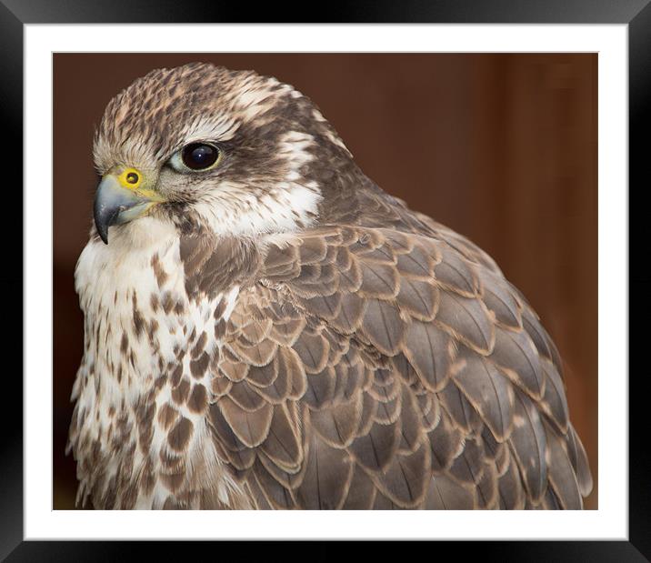 Peregrine Falcon Framed Mounted Print by Mark Lee