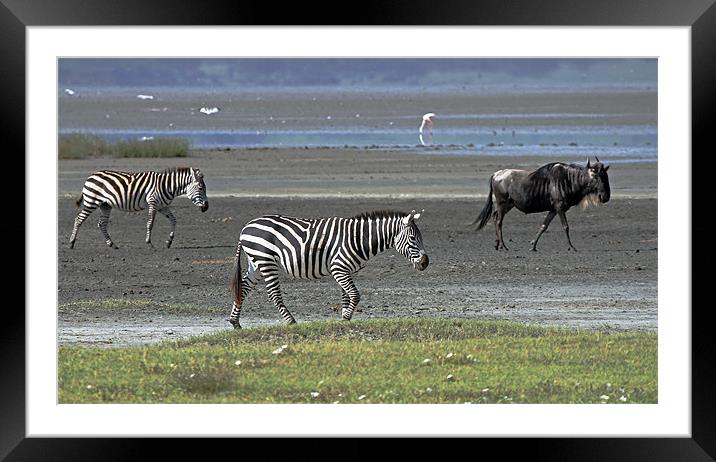 Zebra and Wildebeest Framed Mounted Print by Tony Murtagh