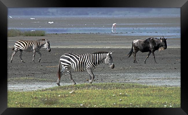 Zebra and Wildebeest Framed Print by Tony Murtagh