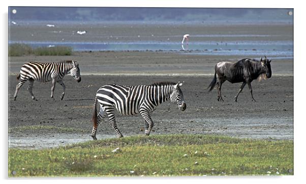 Zebra and Wildebeest Acrylic by Tony Murtagh