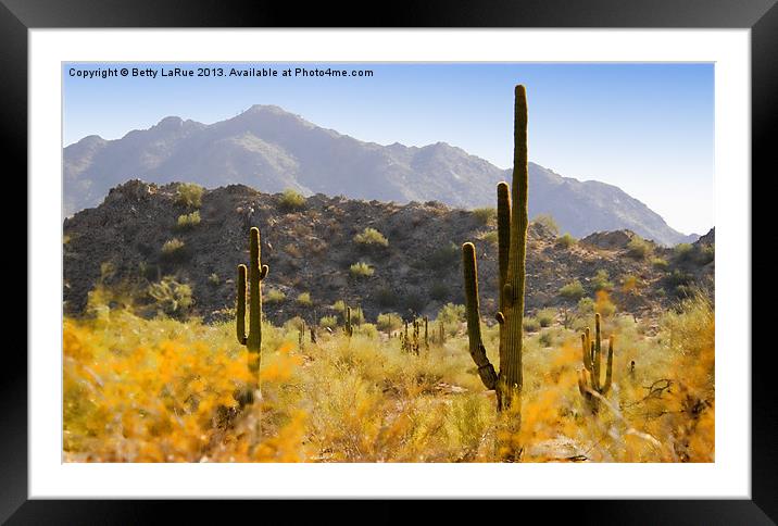 Sonoran Desert Beauty Framed Mounted Print by Betty LaRue