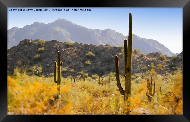 Sonoran Desert Beauty Framed Print by Betty LaRue