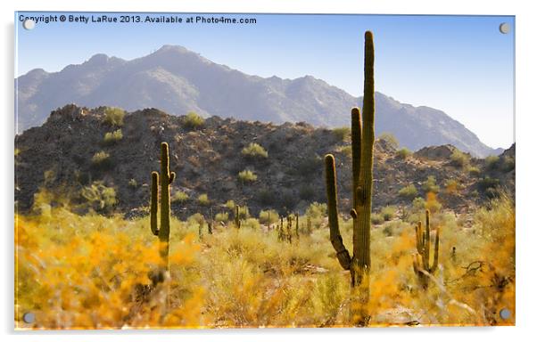 Sonoran Desert Beauty Acrylic by Betty LaRue