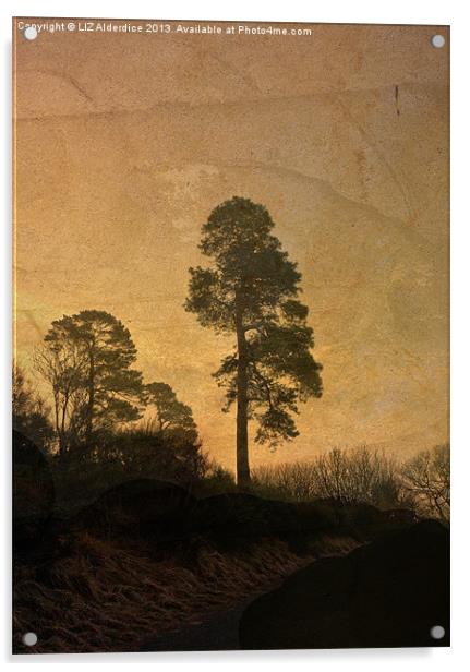 Scots Pine Acrylic by LIZ Alderdice