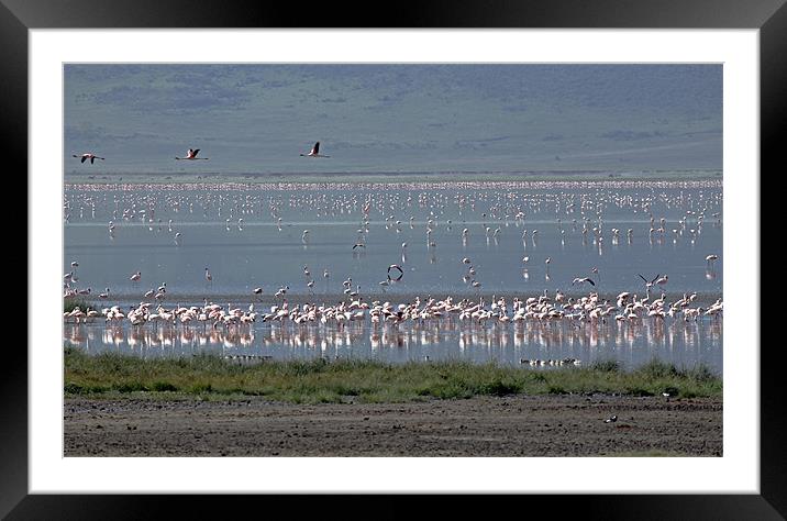 Flamingos in Ngorongoro Crater Tanzania. Framed Mounted Print by Tony Murtagh