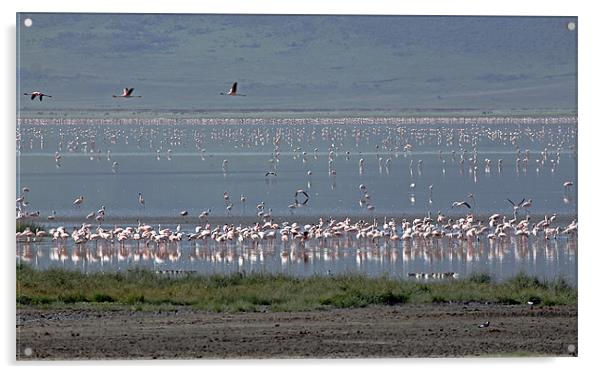 Flamingos in Ngorongoro Crater Tanzania. Acrylic by Tony Murtagh
