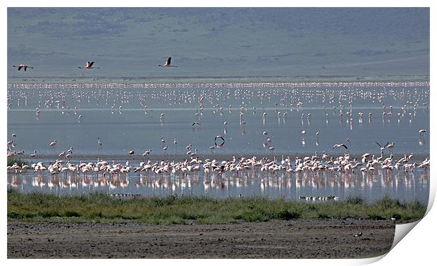Flamingos in Ngorongoro Crater Tanzania. Print by Tony Murtagh