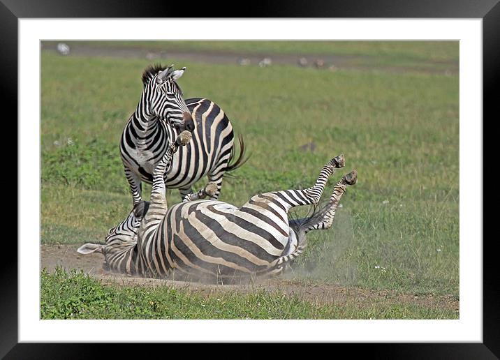 Zebra dust bath Framed Mounted Print by Tony Murtagh