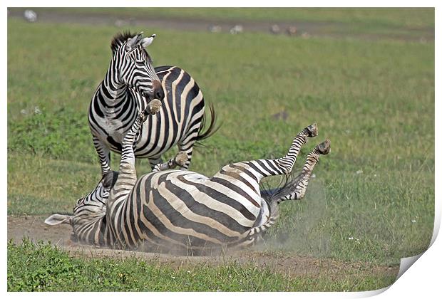 Zebra dust bath Print by Tony Murtagh