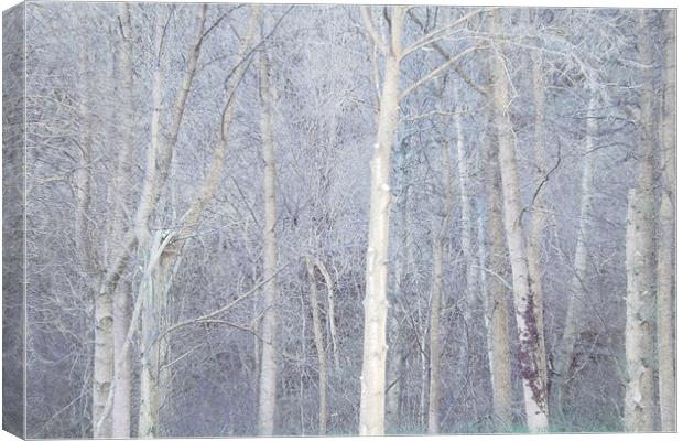 enchanted forest (blue) Canvas Print by Heather Newton