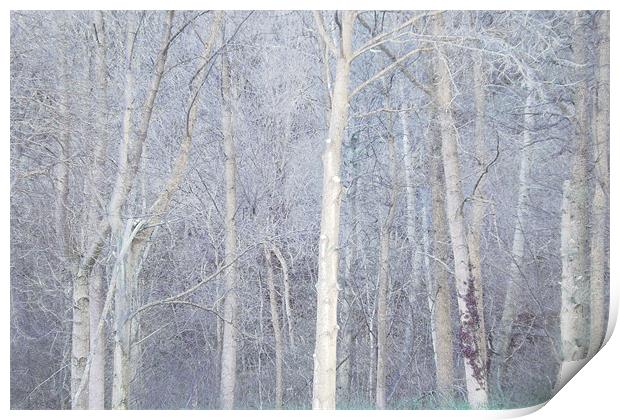 enchanted forest (blue) Print by Heather Newton