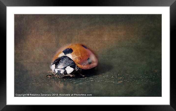 Macro Ladybird. Framed Mounted Print by Rosanna Zavanaiu