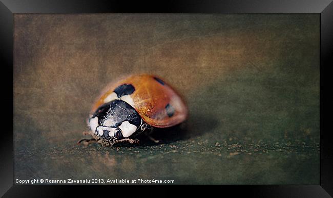 Macro Ladybird. Framed Print by Rosanna Zavanaiu