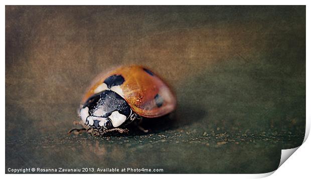 Macro Ladybird. Print by Rosanna Zavanaiu