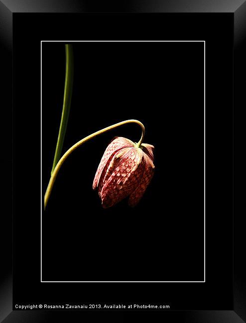 Fritillaria. Framed Print by Rosanna Zavanaiu