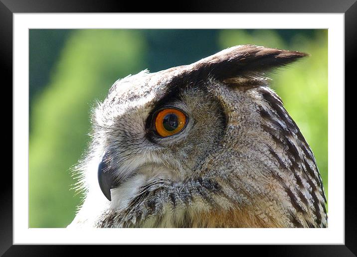 Who are you looking at? Framed Mounted Print by carolyn stewart