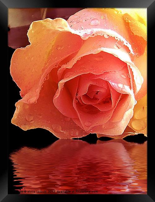570-beautiful rose Framed Print by elvira ladocki