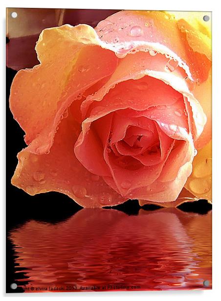 570-beautiful rose Acrylic by elvira ladocki