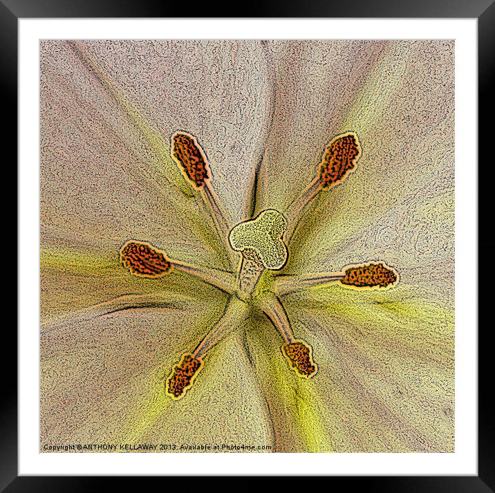 LILY PAINTING Framed Mounted Print by Anthony Kellaway