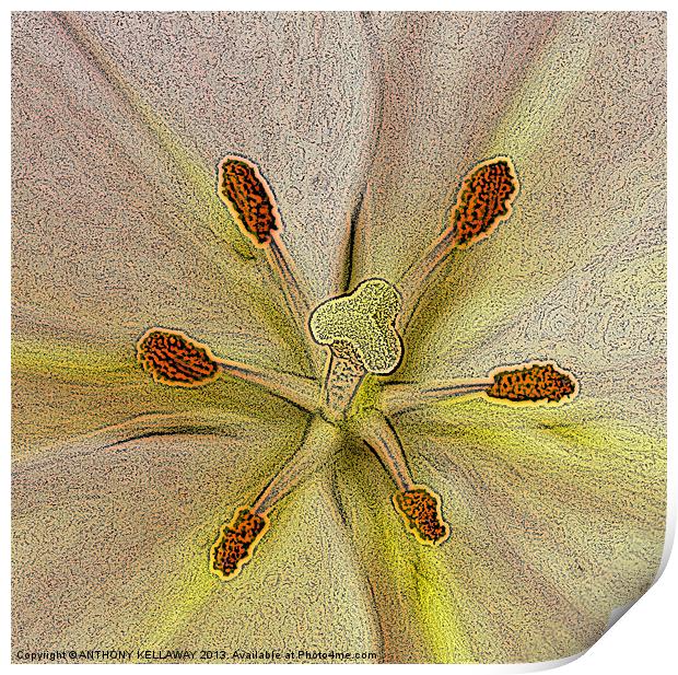 LILY PAINTING Print by Anthony Kellaway