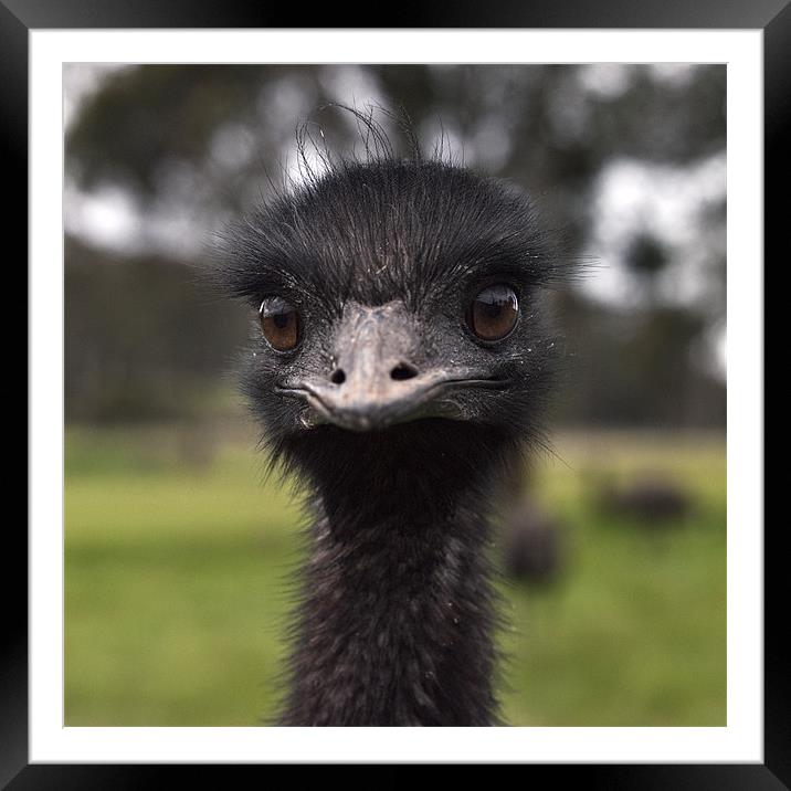 Emu - Dromaius novaehollandiae Framed Mounted Print by