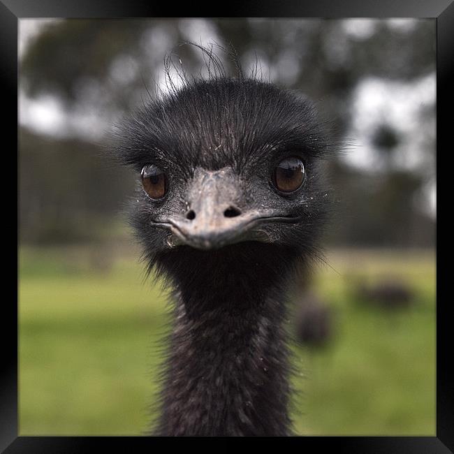 Emu - Dromaius novaehollandiae Framed Print by