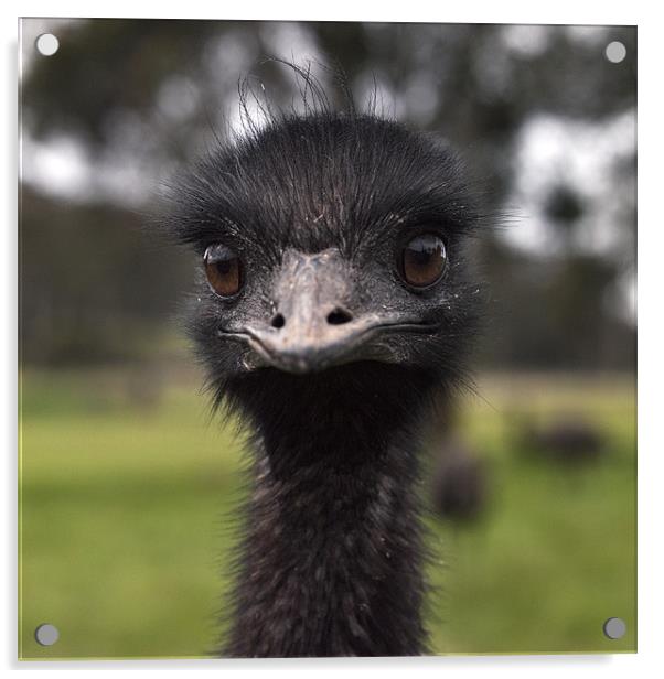 Emu - Dromaius novaehollandiae Acrylic by