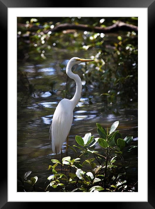 Great Egret (Ardea alba) Framed Mounted Print by