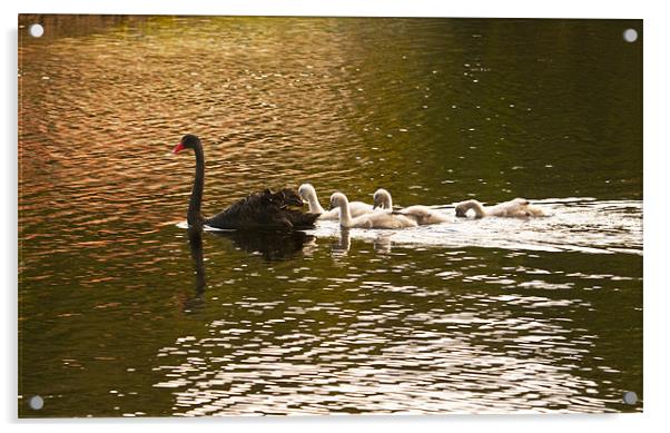 Swan lake Acrylic by