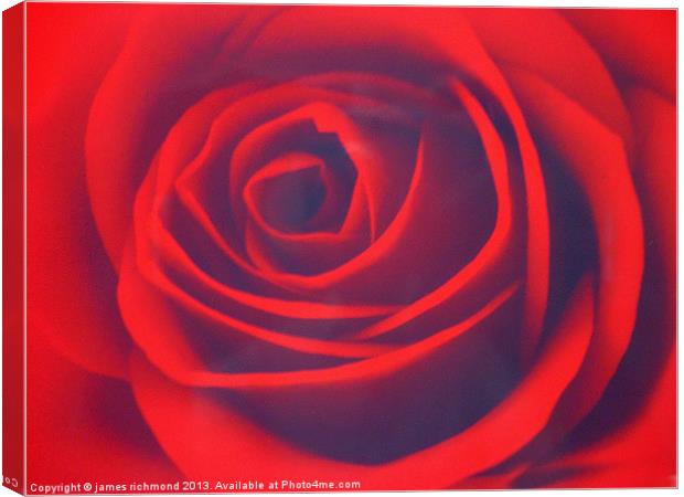 Scarlet Rose Canvas Print by james richmond