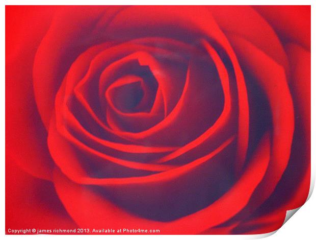 Scarlet Rose Print by james richmond