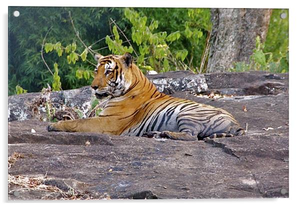 Tiger Resting Acrylic by Norwyn Cole