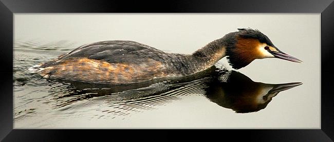 Great Crested Grebe Framed Print by Simon West