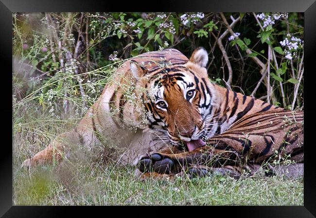 Tiger keeping an eye Framed Print by Norwyn Cole