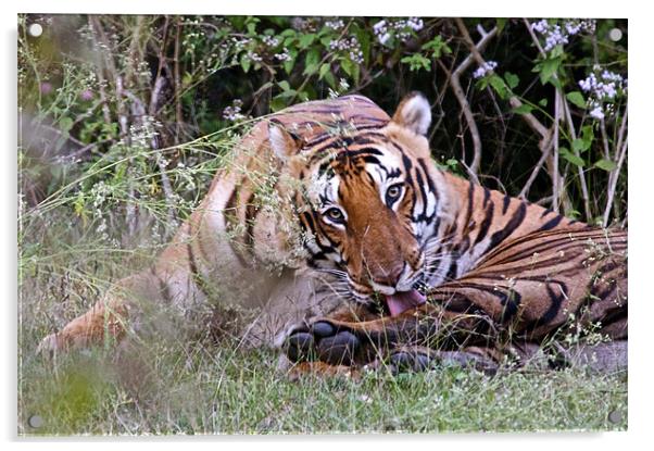 Tiger keeping an eye Acrylic by Norwyn Cole