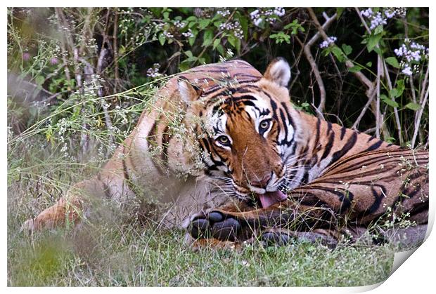 Tiger keeping an eye Print by Norwyn Cole