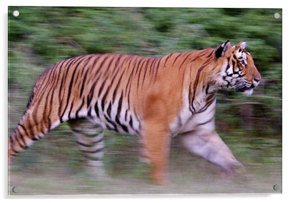 Running tiger Acrylic by Norwyn Cole