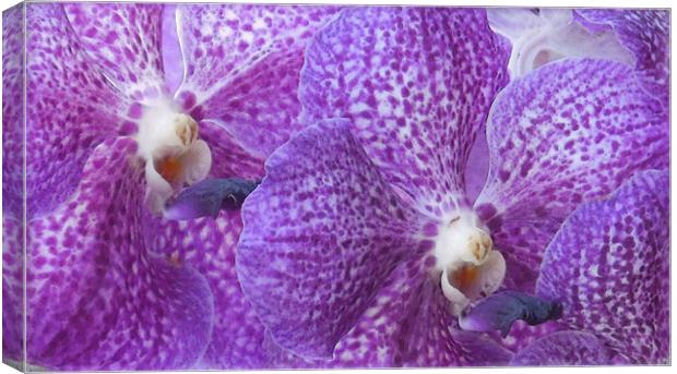 painted purple orchids Canvas Print by Heather Newton