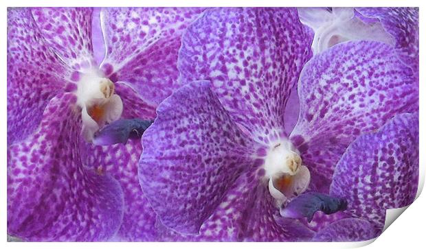 painted purple orchids Print by Heather Newton