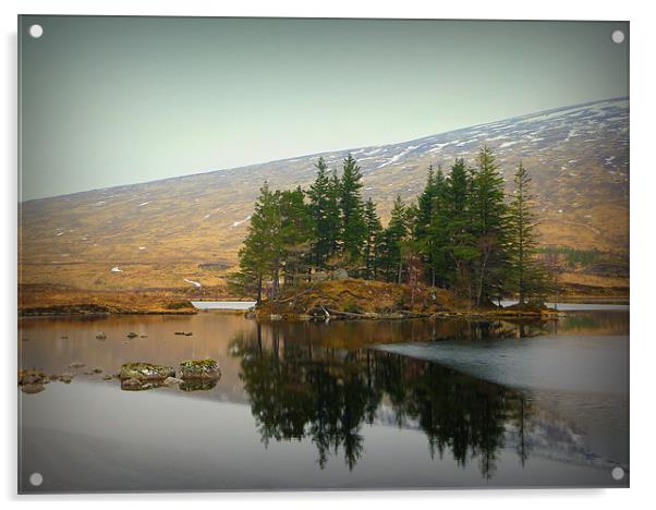 highland reflection Acrylic by dale rys (LP)