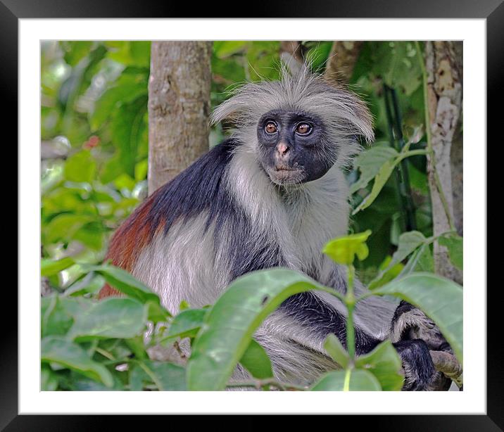 Zanzibar Red Colobus Monkey Framed Mounted Print by Tony Murtagh