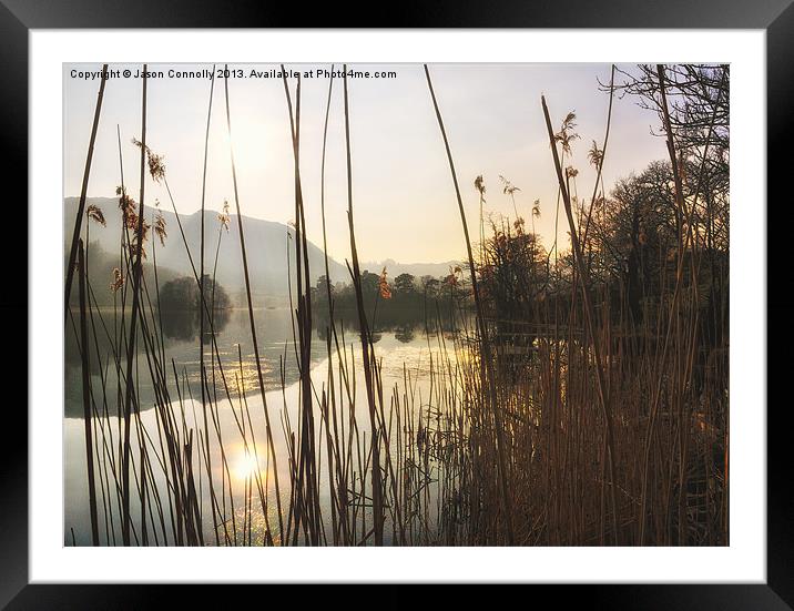 Light Through The Reeds Framed Mounted Print by Jason Connolly