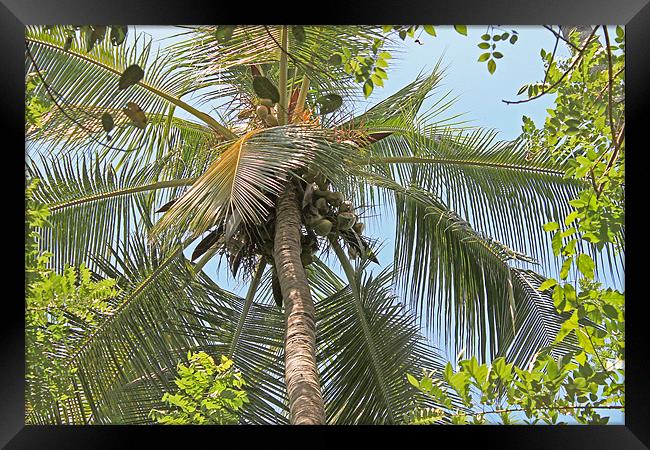 Coconut palm Framed Print by Tony Murtagh