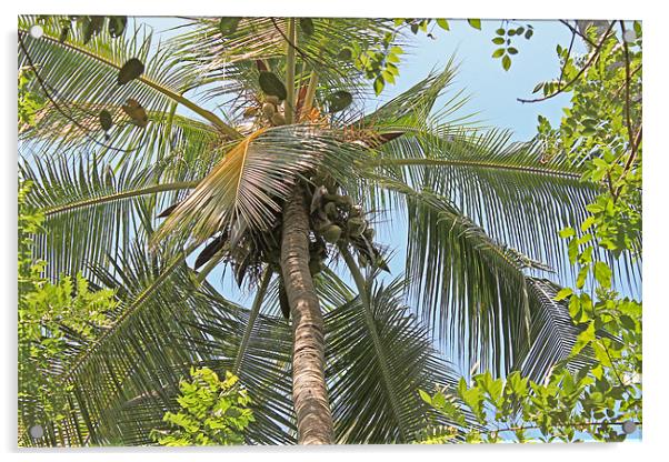 Coconut palm Acrylic by Tony Murtagh